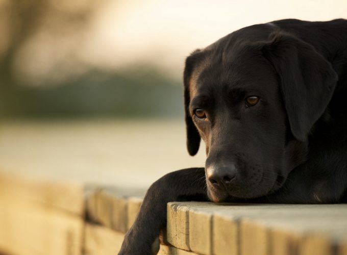 Wallpaper Labrador, dog, 4k, Animals 8437415944